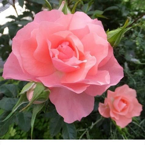 Pin De Magdagordon44 Em Roses 3 Bela Rosa Rosas