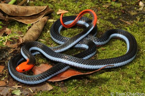 Том харди, мишель уильямс, риз ахмед и др. Blue Malaysian Coral Snake - Venomous - Deadly | Thailand ...