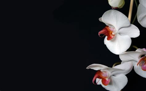 White Orchid Wallpapers Hd Wallpapers Id 5675