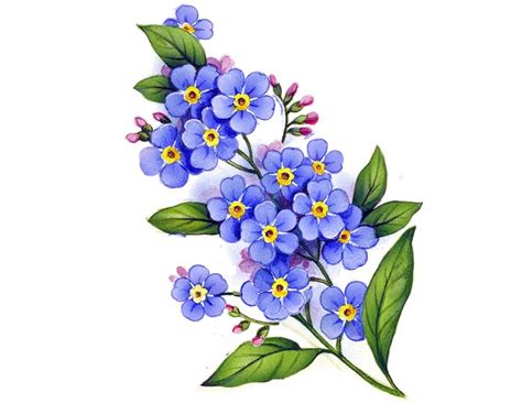 Forget Me Not A 77 X 52 Mm B 55 X 36 Mm Flower Art Painting Fabric