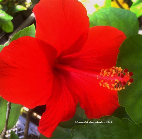 4 Petal Red Flower Flower