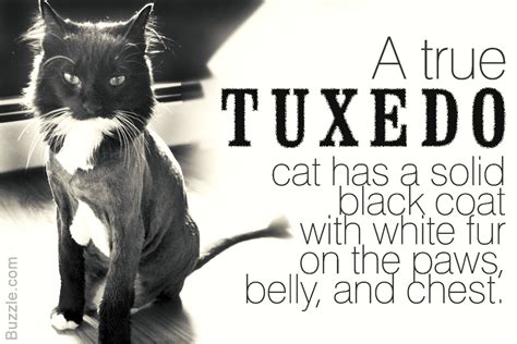 Tuxedo Cat British Shorthair Black And White Cat Breeds