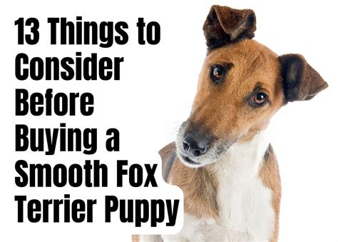 13 Things To Consider Before Buying A Smooth Fox Terrier Puppy