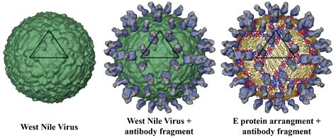 Research Pinpoints West Nile Virus Antibody Binding Site
