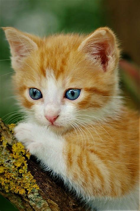 Orange Tabby Cats With Blue Eyes