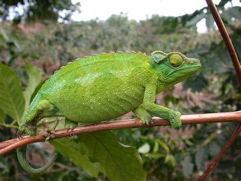 Jackson Chameleon Female Photograph by Carole Brammer - Pixels