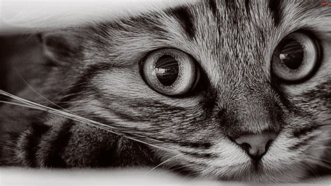1366x768 Cat Wallpapers Top Free 1366x768 Cat Backgrounds
