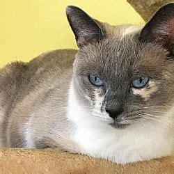 The oakland county animal shelter and pet adoption center has. Pictures of Coral a Siamese for adoption in Philadelphia ...