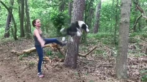 border collie tricks 🐾🐕 youtube