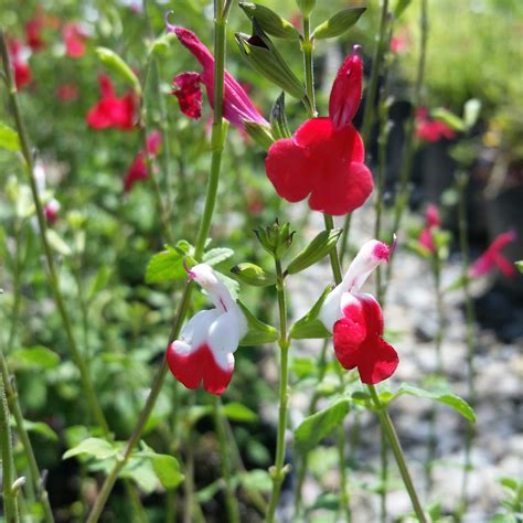 Salvia Microphylla Hot Lips Sage Mid Valley Trees