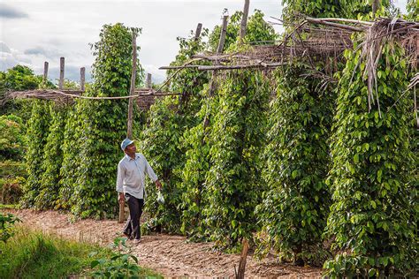 Vietnam To Cut Black Pepper Farm Area As Global Prices Fall Kirehalli