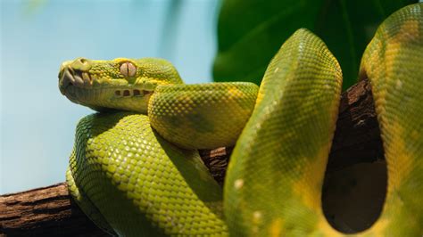 Download Green Snake Animal Python 4k Ultra Hd Wallpaper