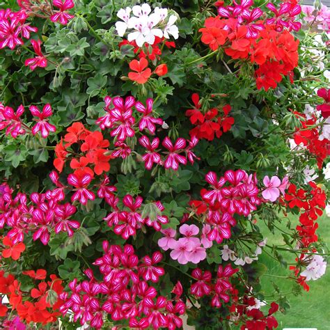 Geranium Single Trailing Red Mirror Garden Offers
