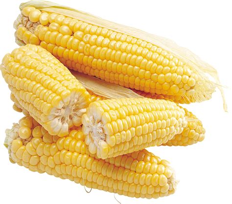 Corn Png Images Download Yellow Corn Png