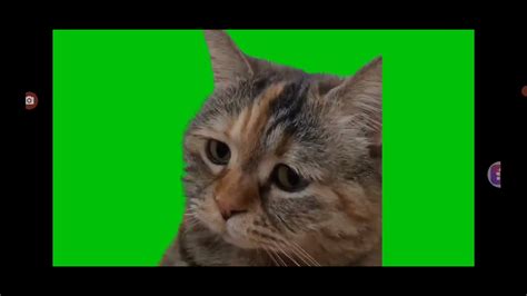 Sad Cat Meowing To Sad Song Green Screen Free To Use If Give In Credit