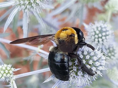 Bumblebee Smithsonian Photo Contest Smithsonian Magazine