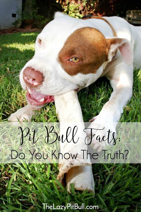 Pit Bull Facts Do You Know The Truth