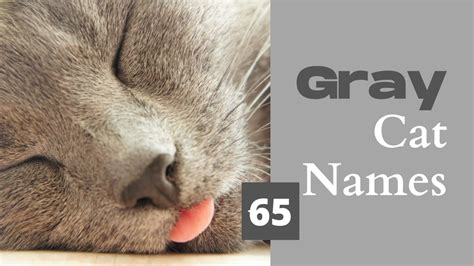 65 Grey Cat Names And Their Meanings