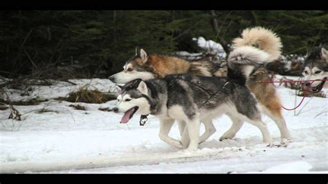 Der husky ist wegen seiner hübschen erscheinung ein beliebter hund. Schlittenhunderennen - Schwarzwald Oase - YouTube