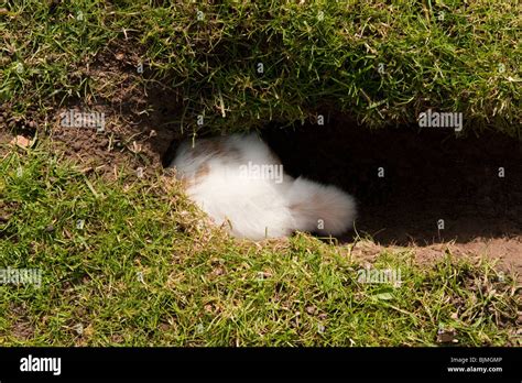 Rabbits Tail Disappearing Down Rabbit Hole Stock Photo Alamy