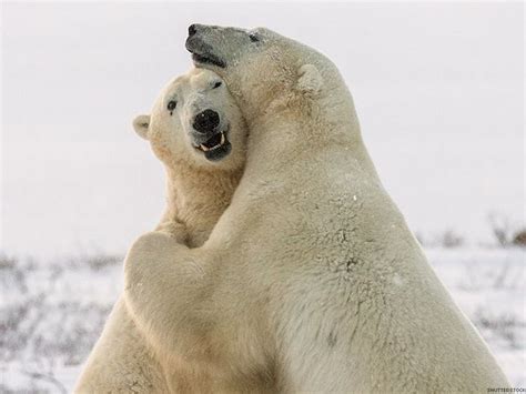 Polar Bear Hugsifttt2lbyu2k Polar Bear Bear Bear Hug