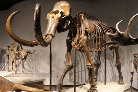Woolly Mammoths Could Return From The Dead Thanks To Us15 Million