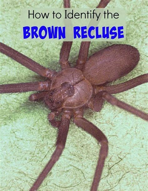 How To Identify The Brown Recluse Country Living Tips
