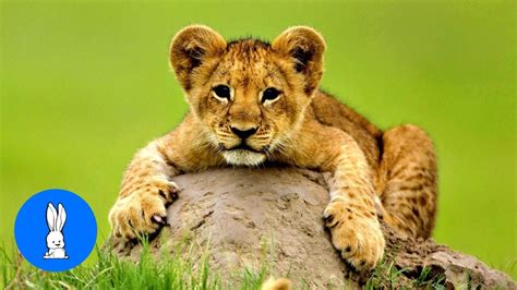 Lion Cubs Roaring Baby Edition Cutest Compilation Youtube