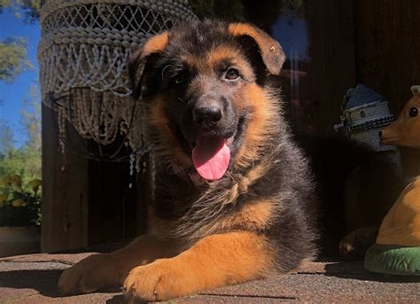 Puppyfinder.com is your source for finding an ideal german shepherd dog puppy for sale in texas, usa area. German Shepherd Puppies for Sale / German Shepherd Breeder ...