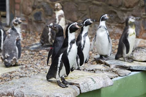 Yelp is a fun and easy way to find, recommend and talk about what's great and not so great in schwerin and beyond. Zoologischer Garten Schwerin - Schwerin, MV | Groupon