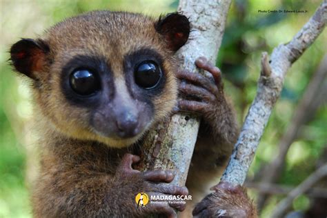 Impossibly Cute Tiny Lemur Species Discovered In Madagascar That Looks