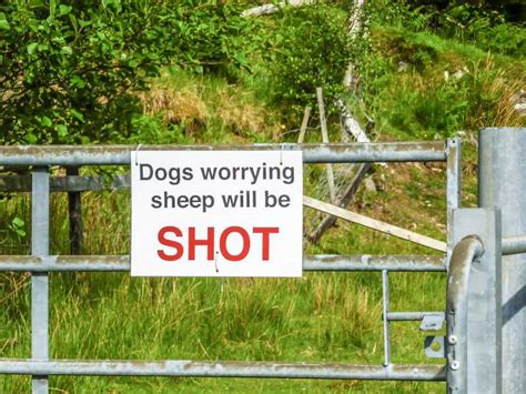 Farmer Shoots Dog After Six Sheep Killed Farminguk News