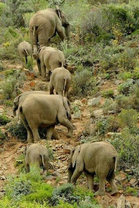 Poseen grandes orejas con las que disipan el intenso calor de la sabana africana y se mantienen frescos. Animales | Elefantes, Elefante africano, Fotos de elefantes