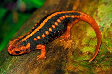 Newt ~ Animals Images