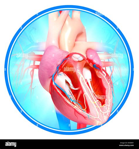 Human Heart Artwork Stock Photo Alamy