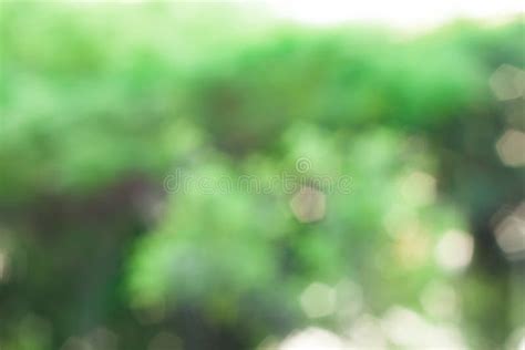 Green Abstract Blur Nature Background Stock Image Image Of Color