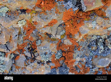 Multi Color And Types Crustose Lichen Organism That Arises From Algae