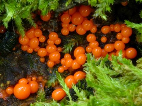 This is fungus ball by ent clinical cases on vimeo, the home for high quality videos and the people who love them. Fungi of the World