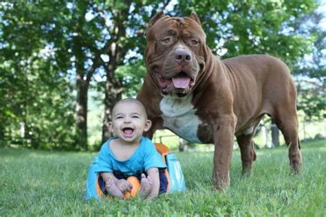 The loyalty of the breed is the reason why it was a popular poster avatar for army during the 20th century. Hulk The biggest Pitbull In The World Is Babysitting ...