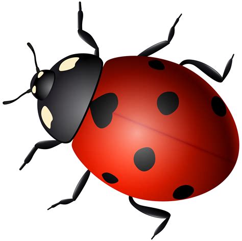 Ladybug Png Imagens Da Ladybug We Have 78 Amazing Background