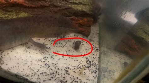 What Does Axolotl Poop Look Like Animalspick
