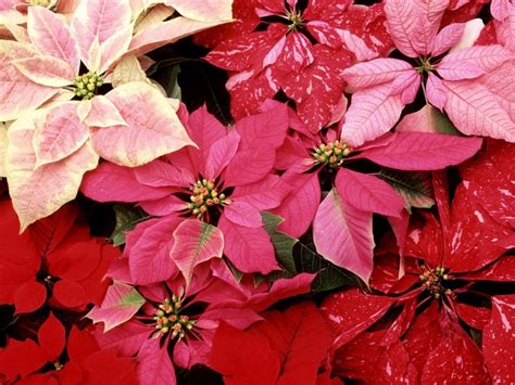 Poinsettia Wallpapers 4k Hd Poinsettia Backgrounds On Wallpaperbat