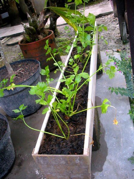 Daun sirih tidak hanya bermanfaat untuk kesehatan saja, tapi juga menjadi peluang menghasilkan keuntungan, berikut cara menanam daun sirih buat lubang tanam sedalam 7 cm pada medai tanam yang sudah diberikan pupuk dasar. Cara Budidaya Seledri (Daun Sop | Tips Petani