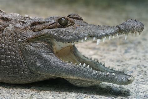 Uite Ce Au Găsit Specialiștii în Stomacul Unui Crocodil Mort