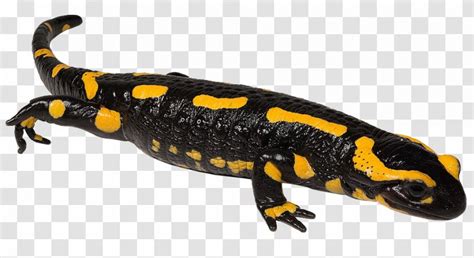 Newt Fire Salamander Spotted Spring Samandarin Reptile Amphibians