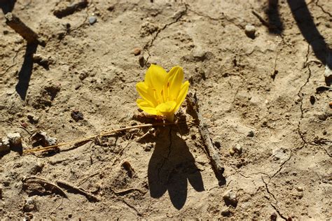 Free Images Nature Plant Leaf Desert Flower Insect Soil Yellow