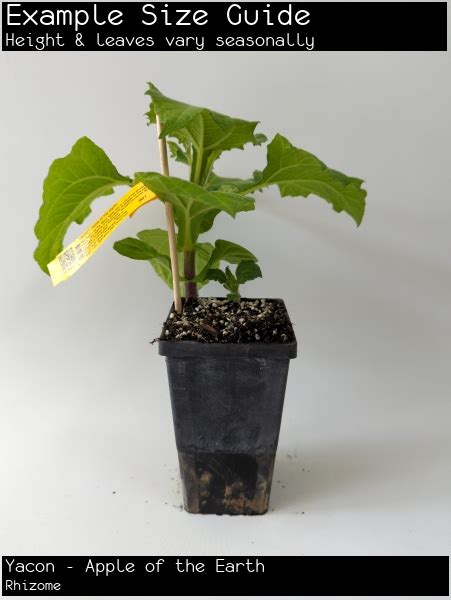 Buy Yacon Plants Apple Of The Earth Smallanthus Sonchifolius