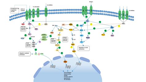 T Cell Receptor Signaling Pathway
