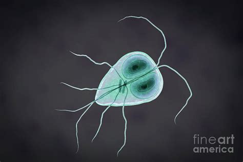 Giardia Lamblia Parasite By Kateryna Kon Science Photo Library