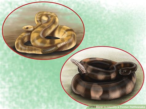 Mar 09, 2018 · the colors help the snakes to camouflage themselves, so the markings on desert rattlers are sand colored, while those on timber rattlers resemble leaves. How to Identify a Timber Rattlesnake: 11 Steps (with Pictures)